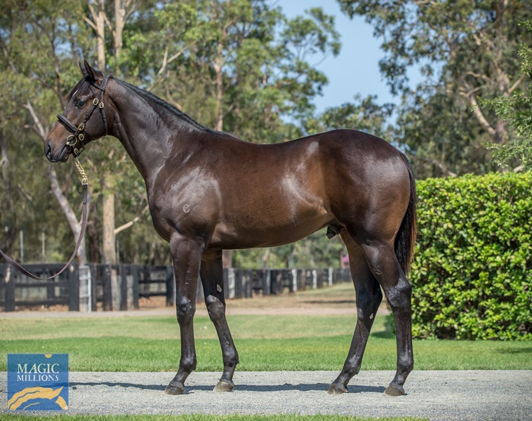 2020 Gold Coast Yearling Sale Lot 384 Vancouver (AUS) Holy Moly (NZ)